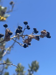 Ceanothus arboreus