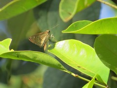 Cymaenes lepta