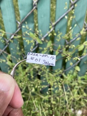 Stellaria apetala