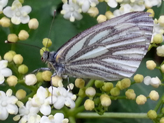 Pieris napi