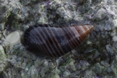 Hinea lineata