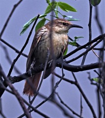 Ochetorhynchus andaecola