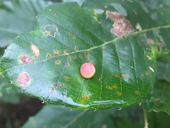 Trichagalma acutissimae