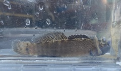 Etheostoma squamiceps