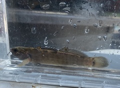 Etheostoma squamiceps
