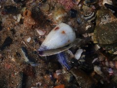 Conus sponsalis