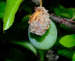 Monilinia fructicola