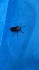 Plecia americana