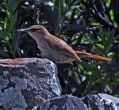 Ochetorhynchus andaecola