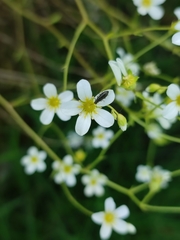 Saxifraga fragosoi