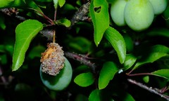 Monilinia fructicola