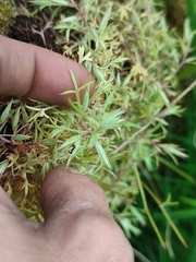 Saxifraga fragosoi