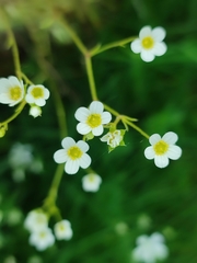 Saxifraga fragosoi