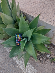 Agave attenuata