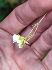 Saxifraga fragosoi