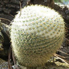 Mammillaria flavicentra