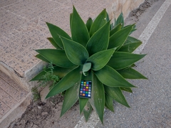 Agave attenuata