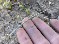 Calochortus bruneaunis