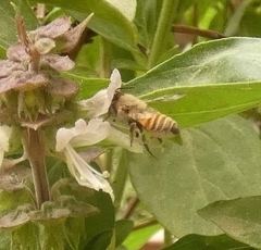 Megachile walkeri