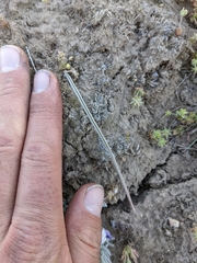 Calochortus bruneaunis