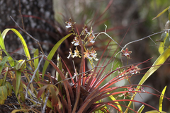 Oncidium leucochilum