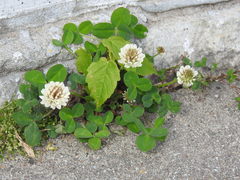 Trifolium repens