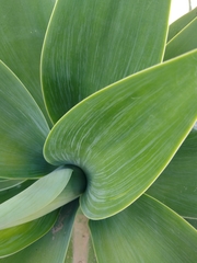 Agave attenuata