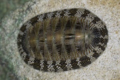 Chiton tuberculatus