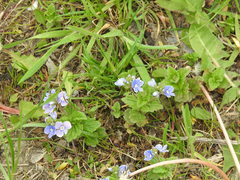 Veronica chamaedrys