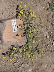 Phacelia lutea