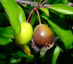 Monilinia fructicola