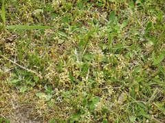 Cerastium semidecandrum