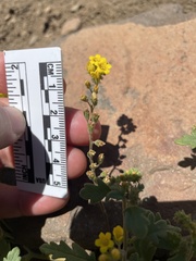 Phacelia lutea