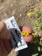 Phacelia lutea