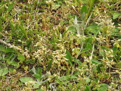 Cerastium semidecandrum