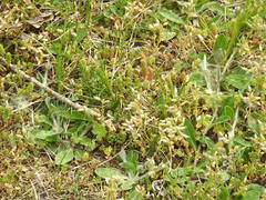 Cerastium semidecandrum