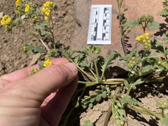 Phacelia lutea