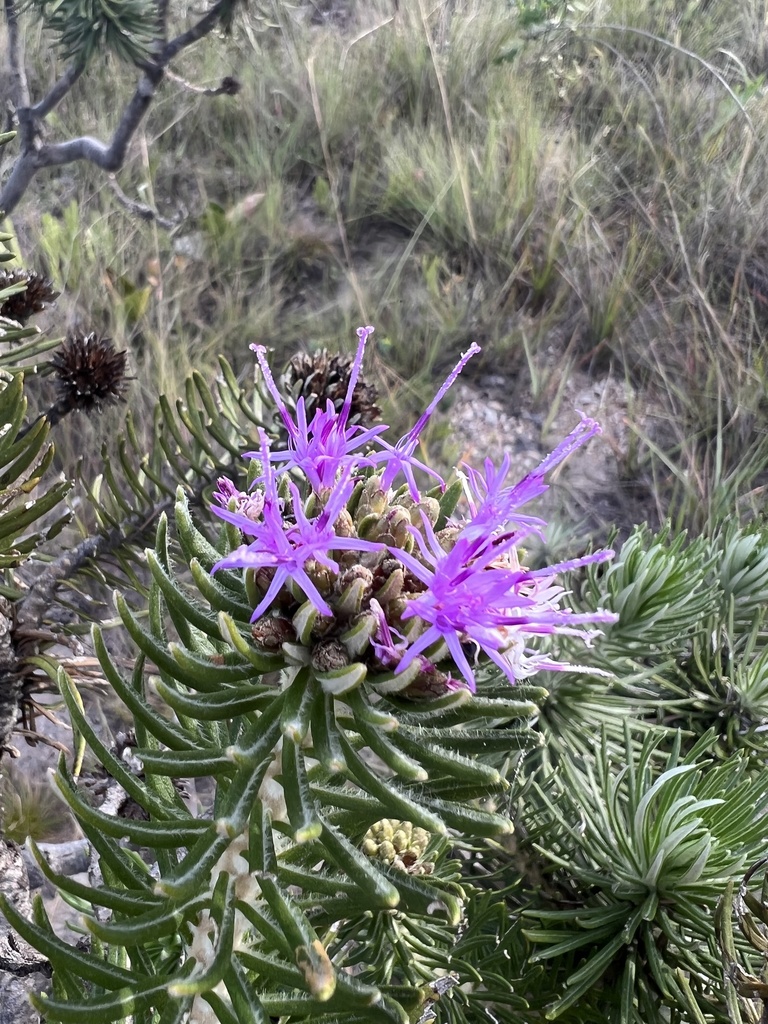 Lychnophora pinaster