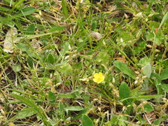 Potentilla incana