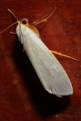 Agylla nivea