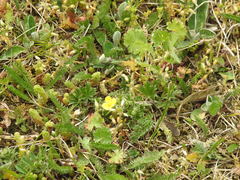 Potentilla incana