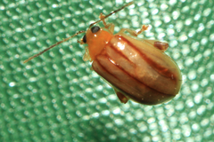 Walterianella sublineata