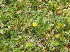 Potentilla incana