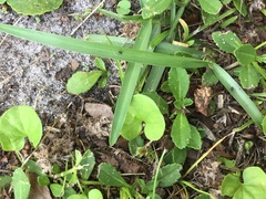 Centella erecta