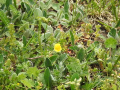 Potentilla incana