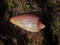 Amoria hunteri