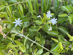 Jasminum multiflorum