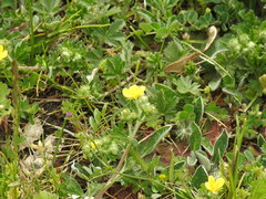 Potentilla incana