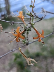 Anisacanthus thurberi