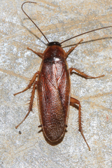 Ischnoptera